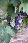 Barbera grapes turning from green to red
