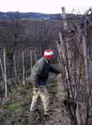 pruning in January