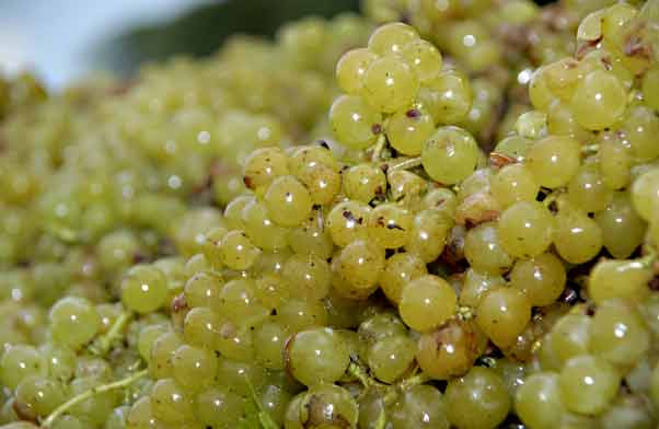 moscatto grapes at harvest (September)