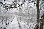 Barbera vineyard in winter