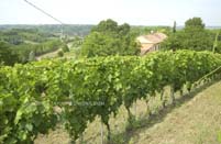 Moscato vineyard