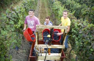 Adriano, Simona & Sorin helping to pick our Barbera bunches