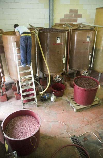 Working in the cantina - remontage of the barbera "must"