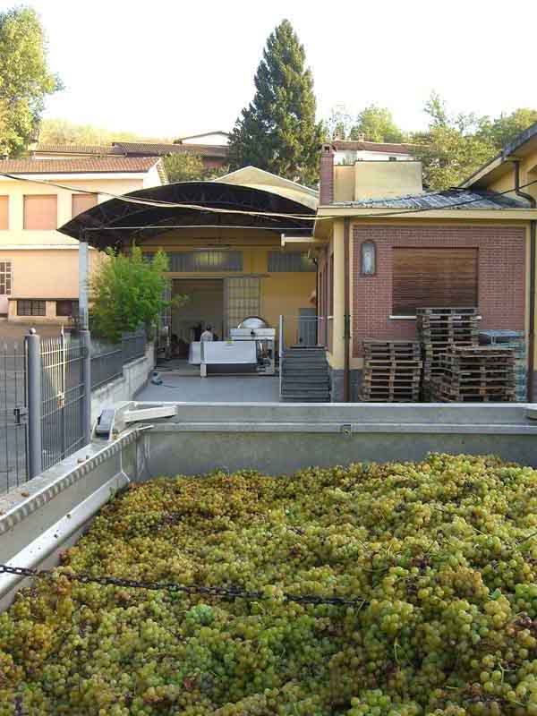 The grapes arrive at the Cossetti cantina in Castelnuovo Belbo