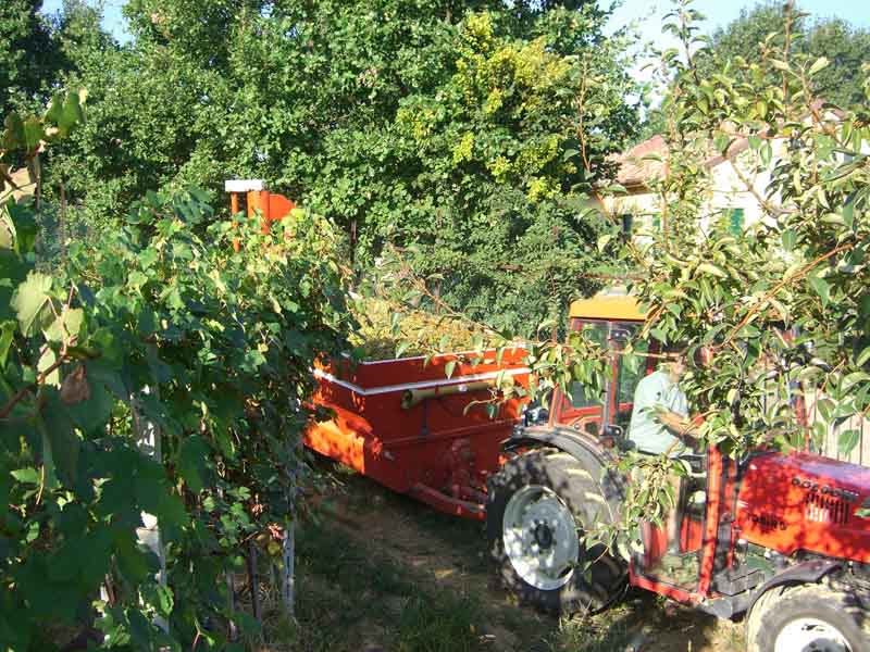 tractor and trailer loaded with Moscato d'Asti grapes leave the vineyard for the cantina
